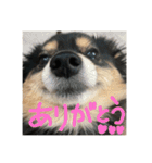 ふとったいぬ（個別スタンプ：2）