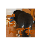 ふとったいぬ（個別スタンプ：5）