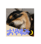 ふとったいぬ（個別スタンプ：7）