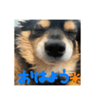 ふとったいぬ（個別スタンプ：8）