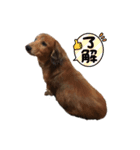 可愛いレアちゃんのスタンプ 2（個別スタンプ：6）