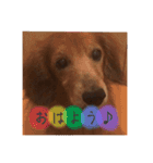 可愛いレアちゃんのスタンプ 2（個別スタンプ：11）