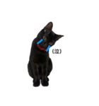 我が家の黒猫ジジっ（個別スタンプ：1）