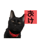 我が家の黒猫ジジっ（個別スタンプ：3）