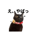 我が家の黒猫ジジっ（個別スタンプ：6）