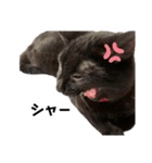 我が家の黒猫ジジっ（個別スタンプ：7）