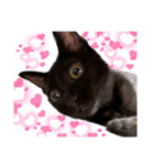 我が家の黒猫ジジっ（個別スタンプ：9）