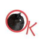 我が家の黒猫ジジっ（個別スタンプ：10）