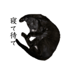 我が家の黒猫ジジっ（個別スタンプ：12）