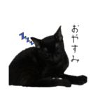 我が家の黒猫ジジっ（個別スタンプ：13）