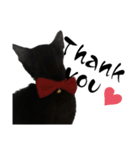 我が家の黒猫ジジっ（個別スタンプ：14）