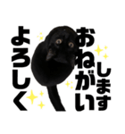 我が家の黒猫ジジっ（個別スタンプ：15）