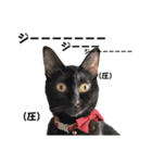 我が家の黒猫ジジっ（個別スタンプ：16）