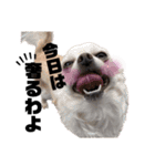 べーやん 時々、ねーちゃん（個別スタンプ：4）