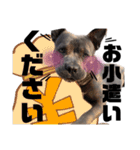 べーやん 時々、ねーちゃん（個別スタンプ：12）
