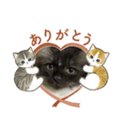 ねこねこぴのこ（個別スタンプ：1）