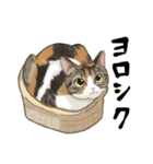 【毎日使える】かわいいねこスタンプ（個別スタンプ：12）