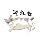 【毎日使える】かわいいねこスタンプ（個別スタンプ：14）