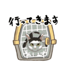 【毎日使える】かわいいねこスタンプ（個別スタンプ：19）