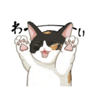 【毎日使える】かわいいねこスタンプ（個別スタンプ：31）