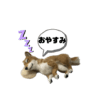 ふわふわワンコたち（個別スタンプ：2）