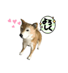 ふわふわワンコたち（個別スタンプ：8）