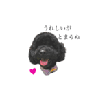 Toy poodle K vol.3（個別スタンプ：4）