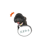 Toy poodle K vol.3（個別スタンプ：9）