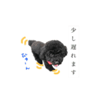 Toy poodle K vol.3（個別スタンプ：13）