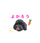 Toy poodle K vol.3（個別スタンプ：16）