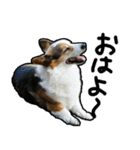 コーギー犬の来夢（ライム）2（個別スタンプ：1）