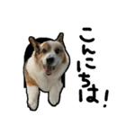 コーギー犬の来夢（ライム）2（個別スタンプ：2）