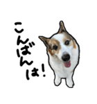 コーギー犬の来夢（ライム）2（個別スタンプ：3）