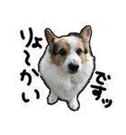 コーギー犬の来夢（ライム）2（個別スタンプ：4）
