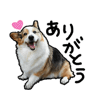 コーギー犬の来夢（ライム）2（個別スタンプ：5）