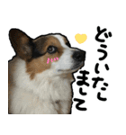 コーギー犬の来夢（ライム）2（個別スタンプ：6）