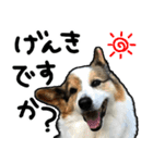 コーギー犬の来夢（ライム）2（個別スタンプ：7）