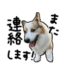コーギー犬の来夢（ライム）2（個別スタンプ：8）