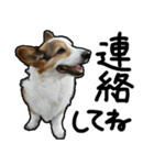 コーギー犬の来夢（ライム）2（個別スタンプ：9）