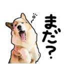 コーギー犬の来夢（ライム）2（個別スタンプ：10）