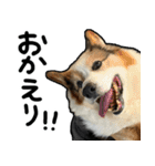 コーギー犬の来夢（ライム）2（個別スタンプ：11）