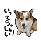 コーギー犬の来夢（ライム）2（個別スタンプ：12）