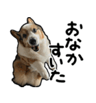 コーギー犬の来夢（ライム）2（個別スタンプ：13）