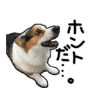 コーギー犬の来夢（ライム）2（個別スタンプ：14）