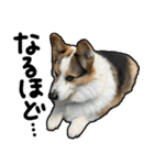 コーギー犬の来夢（ライム）2（個別スタンプ：15）