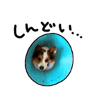 コーギー犬の来夢（ライム）2（個別スタンプ：16）