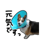 コーギー犬の来夢（ライム）2（個別スタンプ：17）
