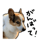 コーギー犬の来夢（ライム）2（個別スタンプ：18）