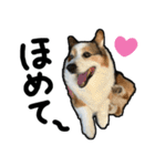 コーギー犬の来夢（ライム）2（個別スタンプ：19）