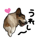 コーギー犬の来夢（ライム）2（個別スタンプ：20）